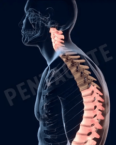 Posture Belt - YNT Store 