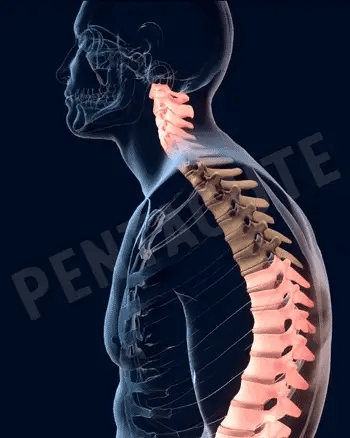 Posture Belt - YNT Store 